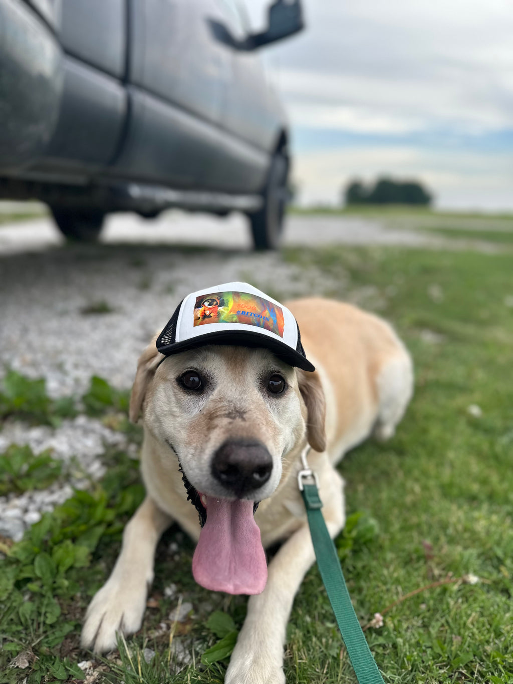 Dog meme Trucker Hat — Bitcoin DBG Graphic Foam Cap
